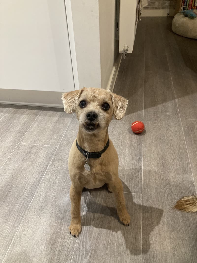 A freshly groomed terrier-cross in the hallway after its appointment, red ball beside it