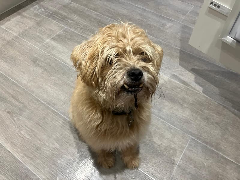 Wide view of the grey tiled floor with a shaggy terrier waiting to be groomed