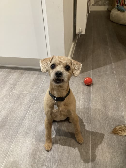 A freshly groomed tan terrier-cross standing on a wood-effect floor